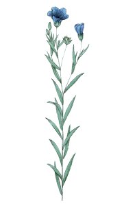 Linum usitatissimum L ag1. Free illustration for personal and commercial use.