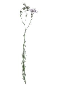 Linum tenuifolium L ag1. Free illustration for personal and commercial use.