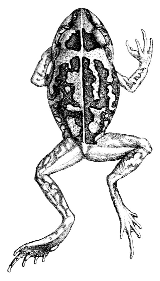 Litoria brevipes