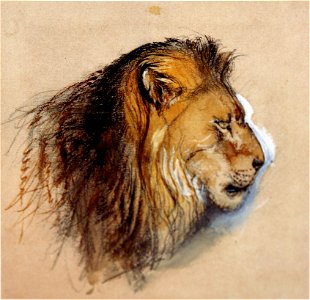 Lion's profile from life Ruskin. Free illustration for personal and commercial use.