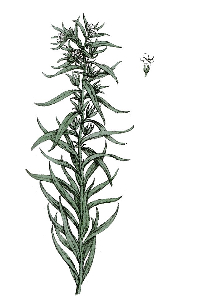 Lithosperum officinale L ag1