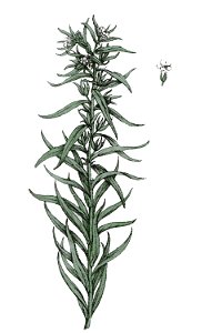 Lithosperum officinale L ag1. Free illustration for personal and commercial use.