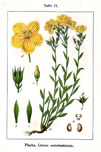 Linum usitatissimum Sturm07011