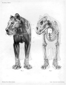 Lion anatomy anterior view