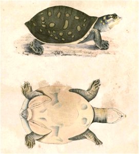 Lissemys punctata punctata 1 Hardwicke