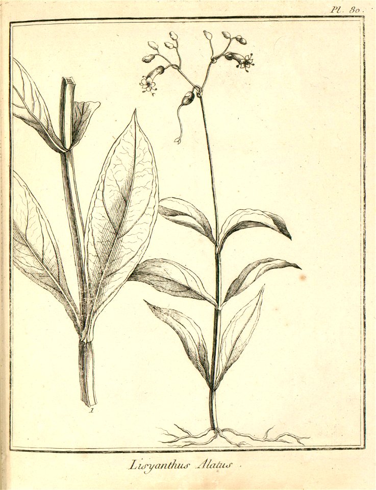 Lisyanthus alatus Aublet 1775 pl 80