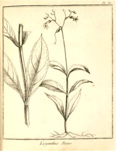 Lisyanthus alatus Aublet 1775 pl 80