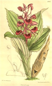 Liparis atrosanguinea (as Liparis tabularis) - Curtis' 134 (Ser. 4 no. 4) pl. 8195 (1908). Free illustration for personal and commercial use.