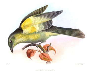 LipaugusSubalarisSmit