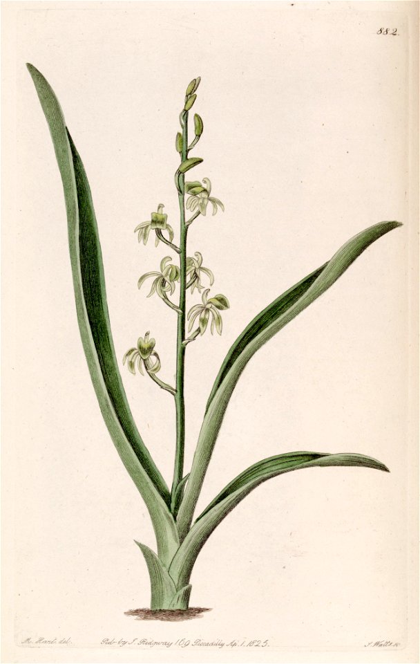 Liparis reflexa (as Liparis foliosa) - Bot. Reg. 11 pl. 882 (1825)