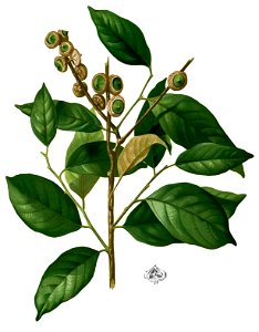Lithocarpus costatus Blanco2.441-cropped