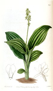 Liparis nervosa subsp. nervosa (as Liparis guineensis) -Edwards vol 20 pl 1671 (1835)