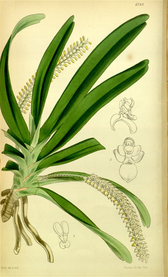 Listrostachys pertusa (as Angraecum pertusum) - Curtis' 80 (Ser. 3 no. 10) pl. 4782 (1854)