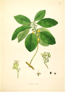 Litsea glutinosa Roxburgh 1798 2-147