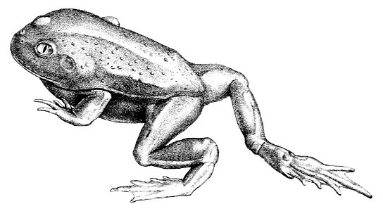 Litoria platycephala