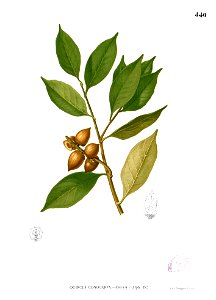 Lithocarpus pseudoreinwardtii Blanco2.440. Free illustration for personal and commercial use.
