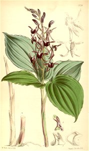 Liparis atropurpurea - Curtis' 91 (Ser. 3 no. 21) pl. 5529 (1865). Free illustration for personal and commercial use.