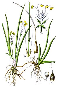 Litorella lacustris Sturm58