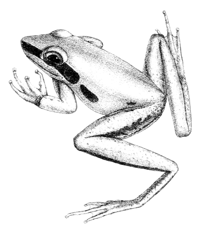 Litoria nigrofrenata 1882