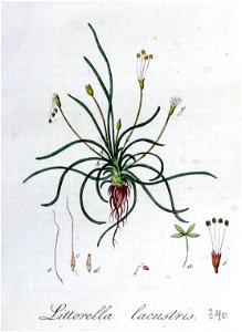 Littorella lacustris — Flora Batava — Volume v5