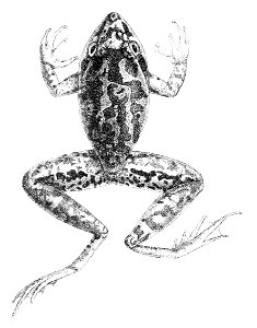 Litoria latopalmata
