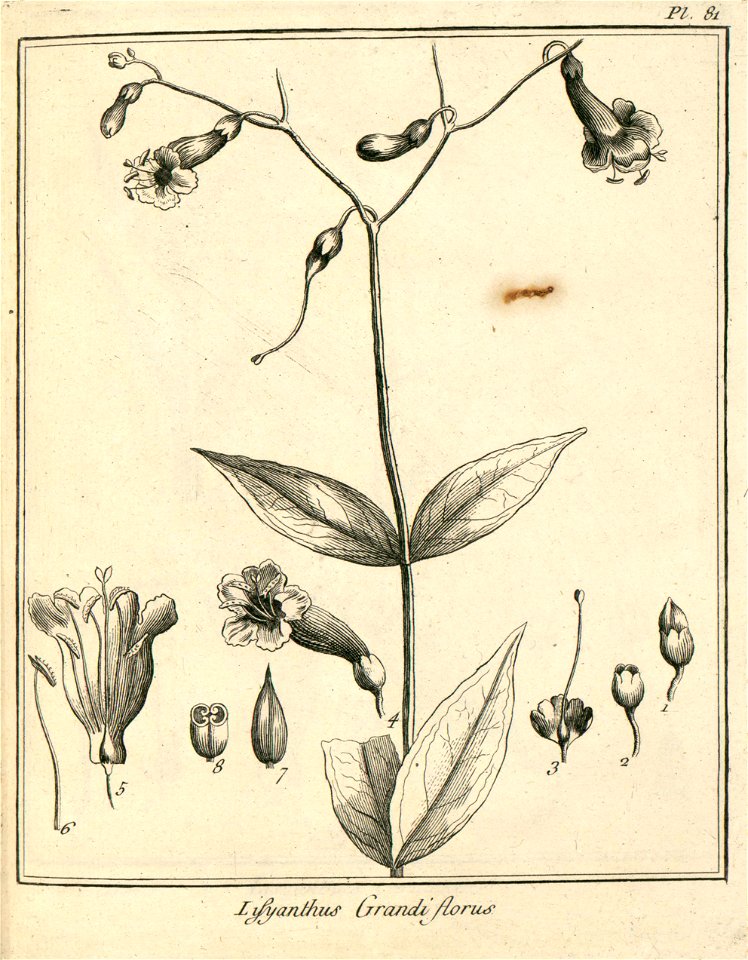 Lisyanthus grandiflorus Aublet 1775 pl 81
