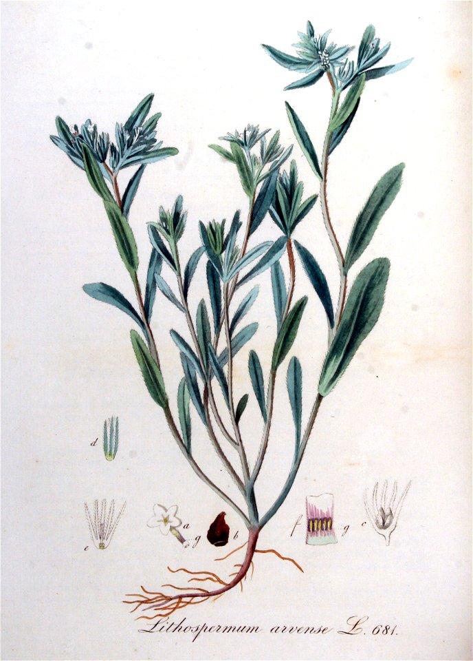 Lithospermum arvense — Flora Batava — Volume v9