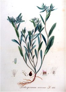 Lithospermum arvense — Flora Batava — Volume v9