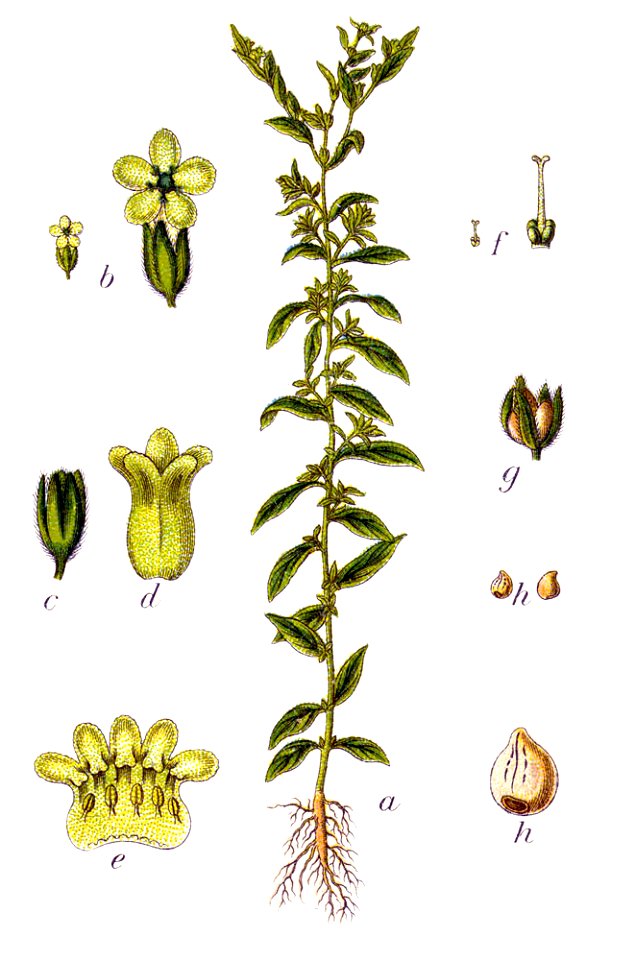 Lithospermum officinale Sturm13