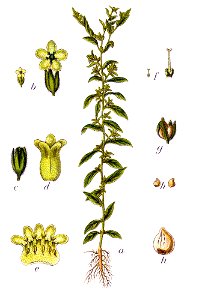 Lithospermum officinale Sturm13