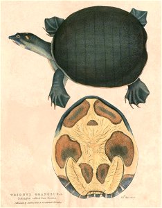 Lissemys punctata punctata 2 Hardwicke