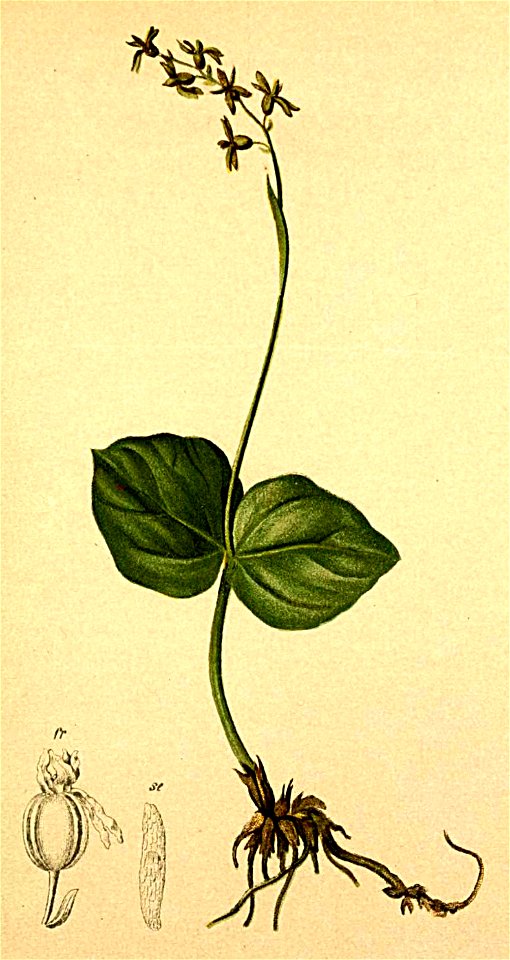 Listera cordifolia Atlas Alpenflora