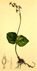 Listera cordifolia Atlas Alpenflora