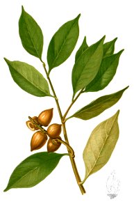Lithocarpus pseudoreinwardtii Blanco2.440-cropped. Free illustration for personal and commercial use.