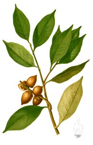 Lithocarpus pseudoreinwardtii Blanco2.440-cropped