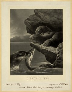 Little otters LCCN2003674532