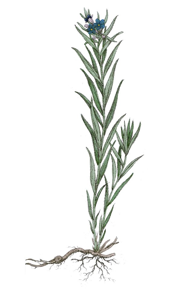 Lithosperum purpureo-coeruleum L ag1
