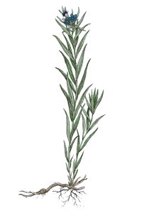 Lithosperum purpureo-coeruleum L ag1. Free illustration for personal and commercial use.
