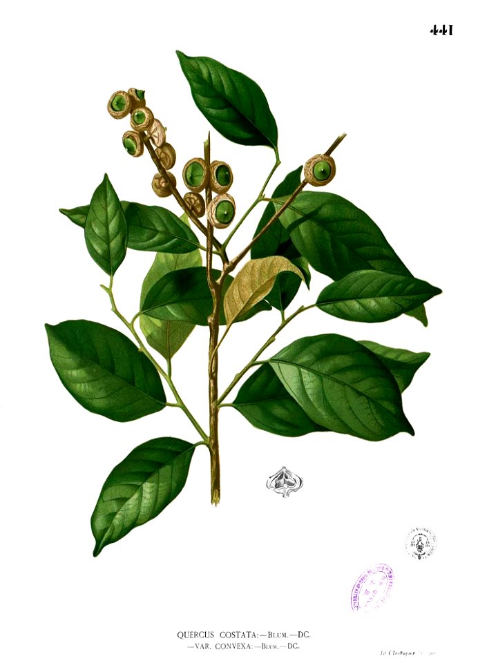 Lithocarpus costatus Blanco2.441