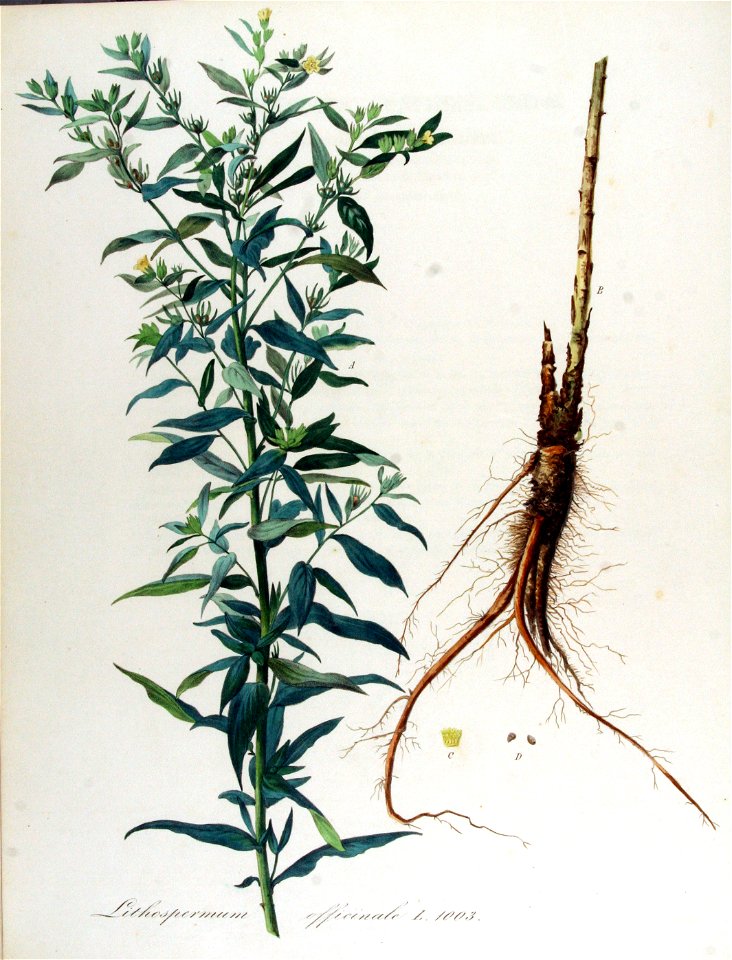Lithosperum officinale — Flora Batava — Volume v13