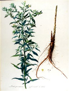 Lithosperum officinale — Flora Batava — Volume v13