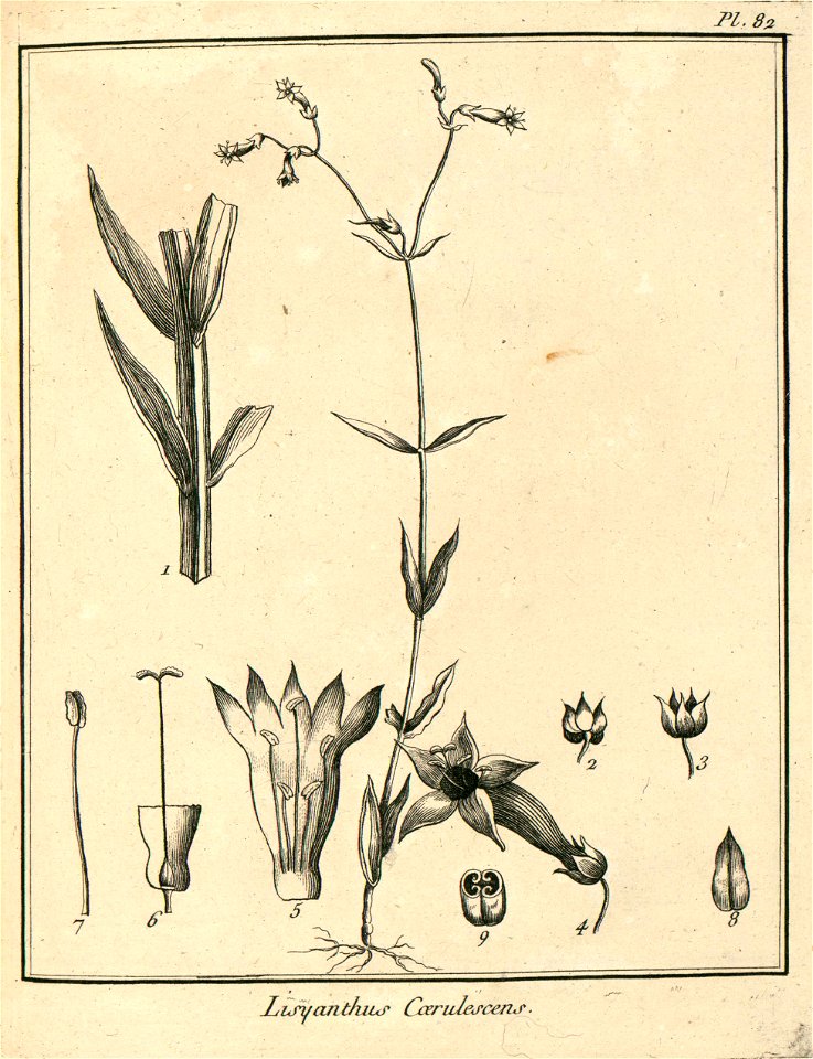 Lisyanthus cerulescens Aublet 1775 pl 82