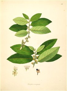 Litsea monopetala Roxburgh 1798 2-148