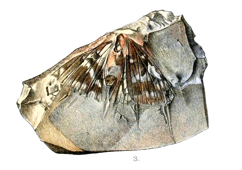 LithopsycheFrohawkCropped