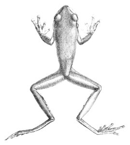 Litoria infrafrenata 1882