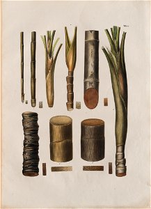Livistona humilis (1), da Coleção Brasiliana Iconográfica