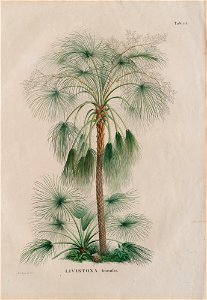 Livistona humilis (2), da Coleção Brasiliana Iconográfica