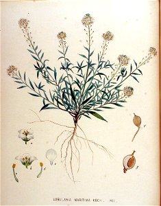 Lobularia maritima — Flora Batava — Volume v18. Free illustration for personal and commercial use.