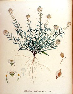 Lobularia maritima — Flora Batava — Volume v18