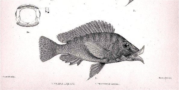Lobochilotes labiatus